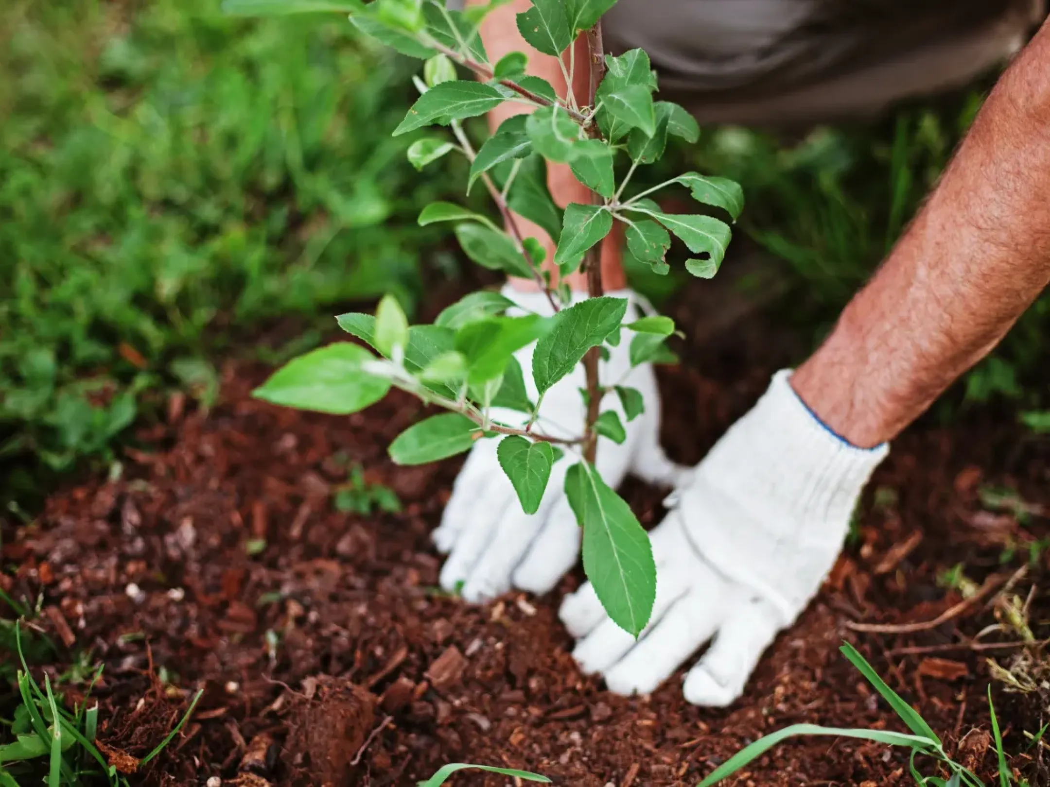 Tree planting
